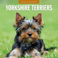 2026 Calendar Yorkshire Terriers 16-Month Square Wall, Red Robin RR261176