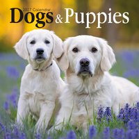 2027 Calendar Dogs & Puppies Square Wall, Gifted Stationery GSC27003