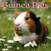 2027 Calendar Guinea Pigs Square Wall, Gifted Stationery GSC27009