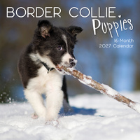 2027 Calendar Paw Prints Border Collie Puppies Square Wall, Gifted Stationery GSC27033