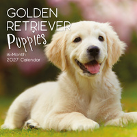 2027 Calendar Paw Prints Golden Retriever Puppies Square Wall, Gifted Stationery GSC27051