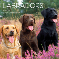 2027 Calendar Paw Prints Labradors Square Wall, Gifted Stationery GSC27056