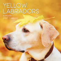 2027 Calendar Paw Prints Yellow Labradors Square Wall, Gifted Stationery GSC27058