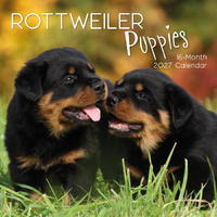 2027 Calendar Paw Prints Rottweiler Puppies Square Wall, Gifted Stationery GSC27064
