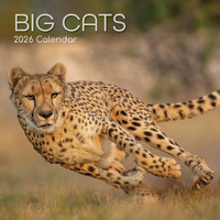 2026 Calendar Big Cats Square Wall, The Gifted Stationery GSC26057