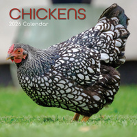 2026 Calendar Chickens Square Wall, The Gifted Stationery GSC26063