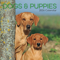 2026 Calendar Dogs & Puppies Square Wall, The Gifted Stationery GSC26068