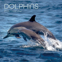 2026 Calendar Dolphins Square Wall, The Gifted Stationery GSC26069