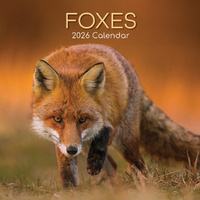 2026 Calendar Foxes Square Wall, The Gifted Stationery GSC26073