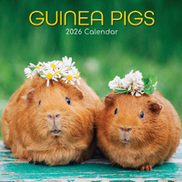 2026 Calendar Guinea Pigs Square Wall, The Gifted Stationery GSC26076