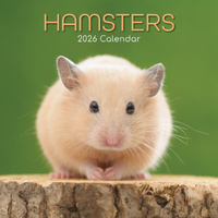 2026 Calendar Hamsters Square Wall, The Gifted Stationery GSC26077