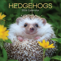2026 Calendar Hedgehogs Square Wall, The Gifted Stationery GSC26078
