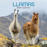 2026 Calendar Llamas Square Wall, The Gifted Stationery GSC26081