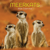 2026 Calendar Meerkats Square Wall, The Gifted Stationery GSC26082