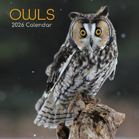 2026 Calendar Owls Square Wall, The Gifted Stationery GSC26084