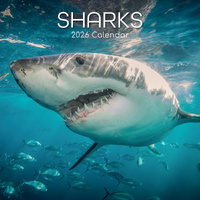 2026 Calendar Sharks Square Wall, The Gifted Stationery GSC26087