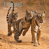2026 Calendar Tigers Square Wall, The Gifted Stationery GSC26089