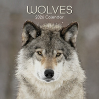 2026 Calendar Wolves Square Wall, The Gifted Stationery GSC26091