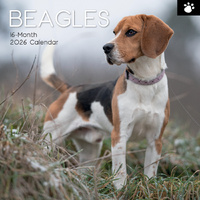 2026 Calendar Paw Prints Beagles 16-Month Square Wall, The Gifted Stationery GSC26103