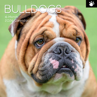 2026 Calendar Paw Prints Bulldogs 16-Month Square Wall, The Gifted Stationery GSC26106
