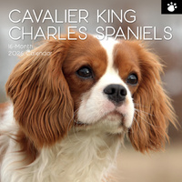 2026 Calendar Paw Prints Cavalier King Charles Spaniels 16-Month Square Wall, The Gifted Stationery GSC26107