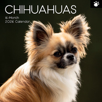 2026 Calendar Paw Prints Chihuahuas 16-Month Square Wall, The Gifted Stationery GSC26108
