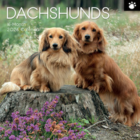 2026 Calendar Paw Prints Dachshunds 16-Month Square Wall, The Gifted Stationery GSC26110