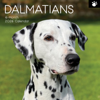 2026 Calendar Paw Prints Dalmatians 16-Month Square Wall, The Gifted Stationery GSC26111