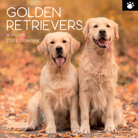 2026 Calendar Paw Prints Golden Retrievers 16-Month Square Wall, The Gifted Stationery GSC26115