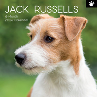 2026 Calendar Paw Prints Jack Russells 16-Month Square Wall, The Gifted Stationery GSC26116