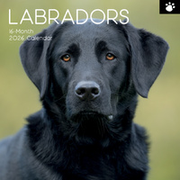2026 Calendar Paw Prints Labradors 16-Month Square Wall, The Gifted Stationery GSC26117