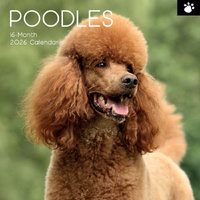2026 Calendar Paw Prints Poodles 16-Month Square Wall, The Gifted Stationery GSC26118