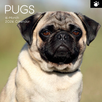 2026 Calendar Paw Prints Pugs 16-Month Square Wall, The Gifted Stationery GSC26119