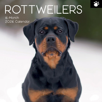 2026 Calendar Paw Prints Rottweilers 16-Month Square Wall, The Gifted Stationery GSC26120