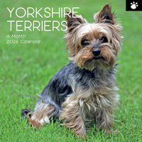 2026 Calendar Paw Prints Yorkshire Terriers 16-Month Square Wall, The Gifted Stationery GSC26123