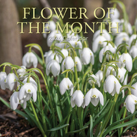 2026 Calendar Flower of the Month Square Wall, The Gifted Stationery GSC26186