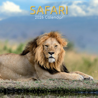 2026 Calendar Safari Square Wall, The Gifted Stationery GSC26278