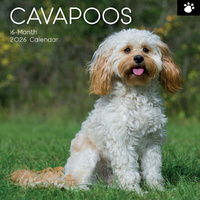 2026 Calendar Paw Prints Cavapoos 16-Month Square Wall, The Gifted Stationery GSC26549