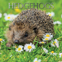 2024 Calendar Hedgehogs Square Wall by The Gifted Stationery GSC23898