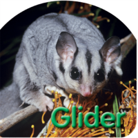 Steve Parish Board Book: Australian Wildlife, Glider