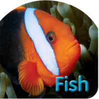 Steve Parish Board Book: Australian Wildlife, Fish