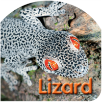 Steve Parish Board Book: Australian Wildlife, Lizard