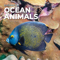 2024 Calendar Colourful Ocean Animals Square Wall, Paper Pocket CAB41