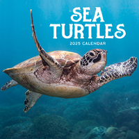 2025 Calendar Sea Turtles Square Wall Paper Pocket CAB35