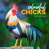 2024 Calendar Colourful Chicks Square Wall, Paper Pocket CAB37