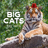 2022 Calendar Big Cats Tiny Hats Square Wall by Paper Pocket