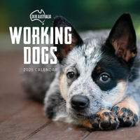 2025 Calendar Our Australia Working Dogs Square Wall Paper Pocket COB34