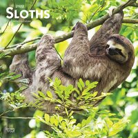 2022 Calendar Sloths 16-Month Square Wall by Browntrout BT39545