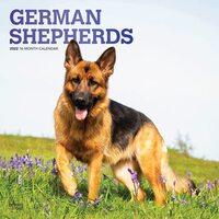 2022 Calendar German Shepherds 16-Month Square Wall Foil by Browntrout BT41289