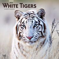 2022 Calendar White Tigers 16-Month Square Wall by Browntrout BT42873
